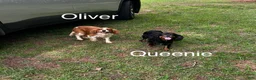 Cavalier King Charles Spaniel dogs for sale: Cavalier King Charles Spaniel Puppy 2 - Ad 4