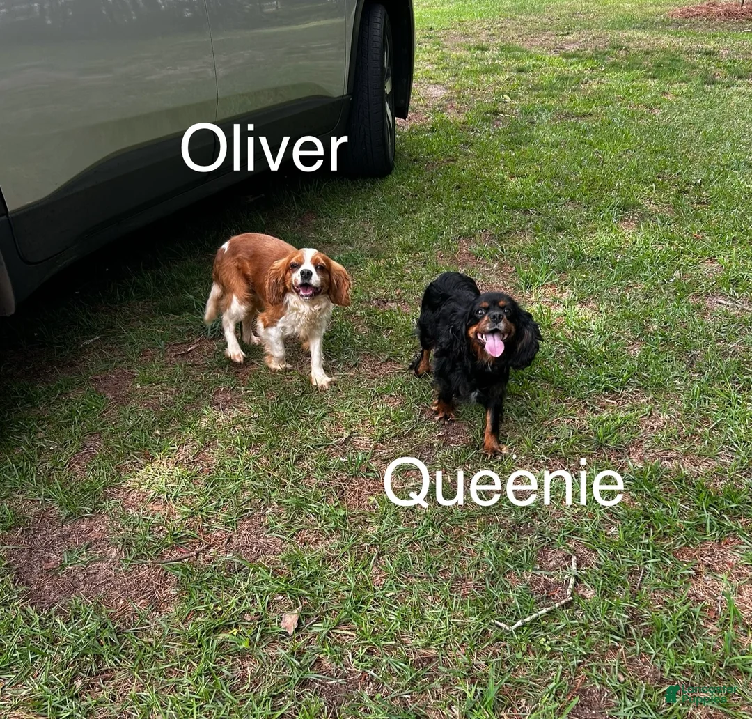 Cavalier King Charles Spaniel dogs for sale: Cavalier King Charles Spaniel Puppy 2 - Ad 4