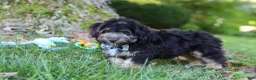 Mini Aussiedoodle dogs for sale: Austin - Ad 5