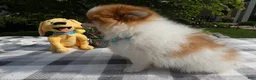 Pomeranian dogs for sale: Pomeranian 2 Drew - Ad 2