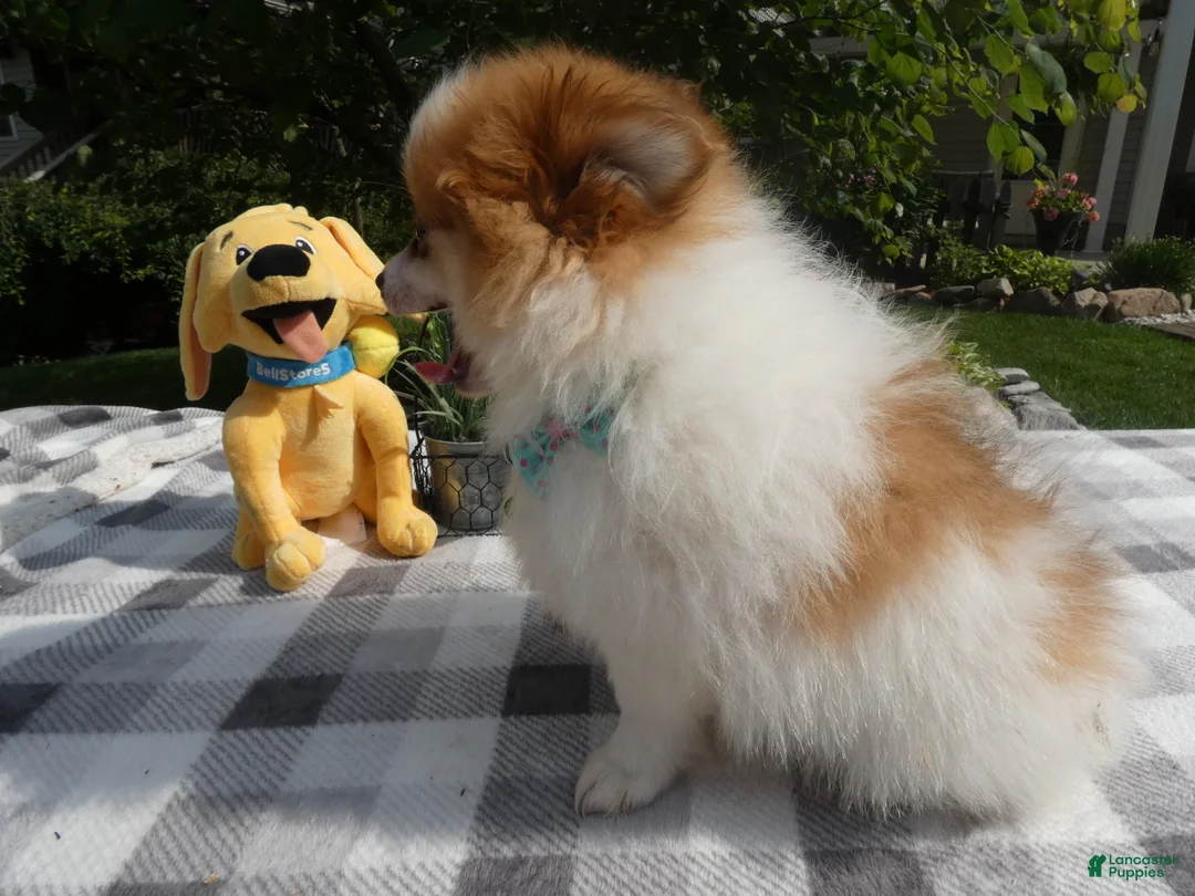 Pomeranian dogs for sale: Pomeranian 2 Drew - Ad 2