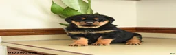 Rottweiler dogs for sale: Darla - Ad 3