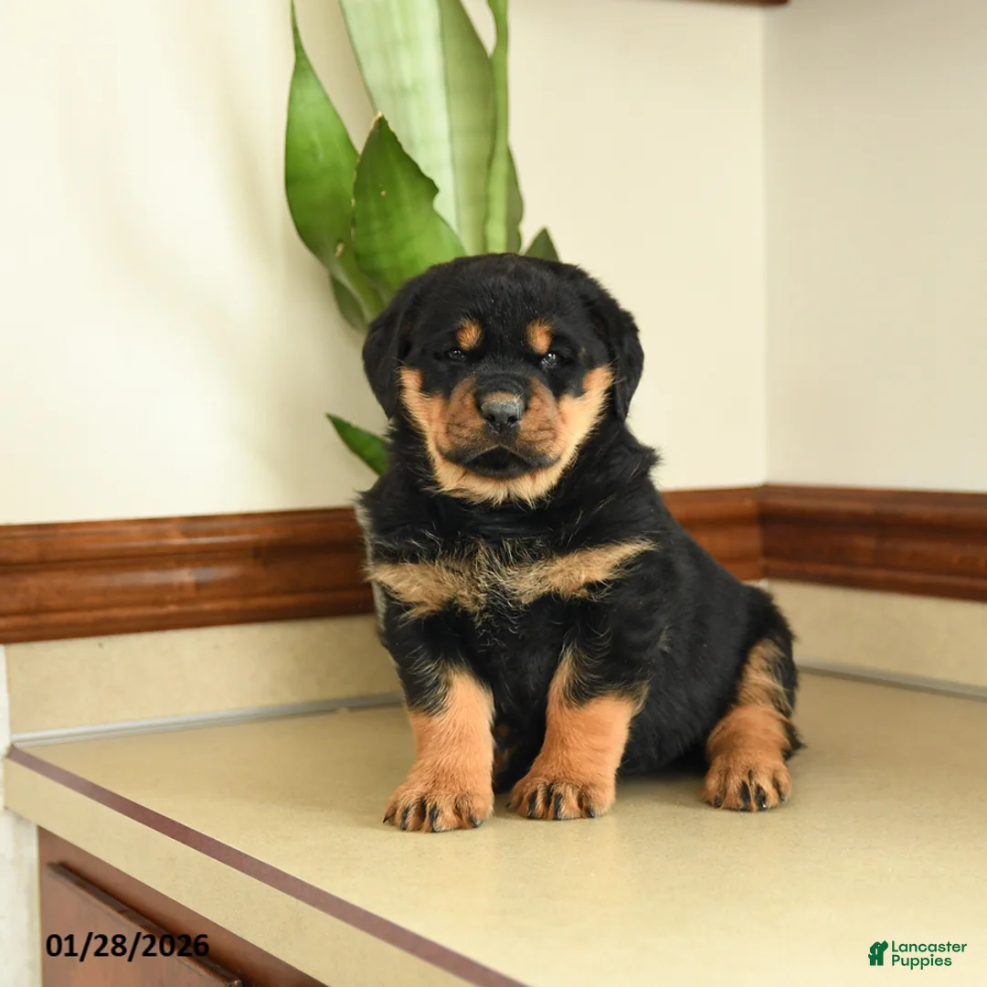 Rottweiler dogs for sale: Darla - Ad 3