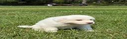 Great Pyrenees dogs for sale: Mrs Pink - Ad 9