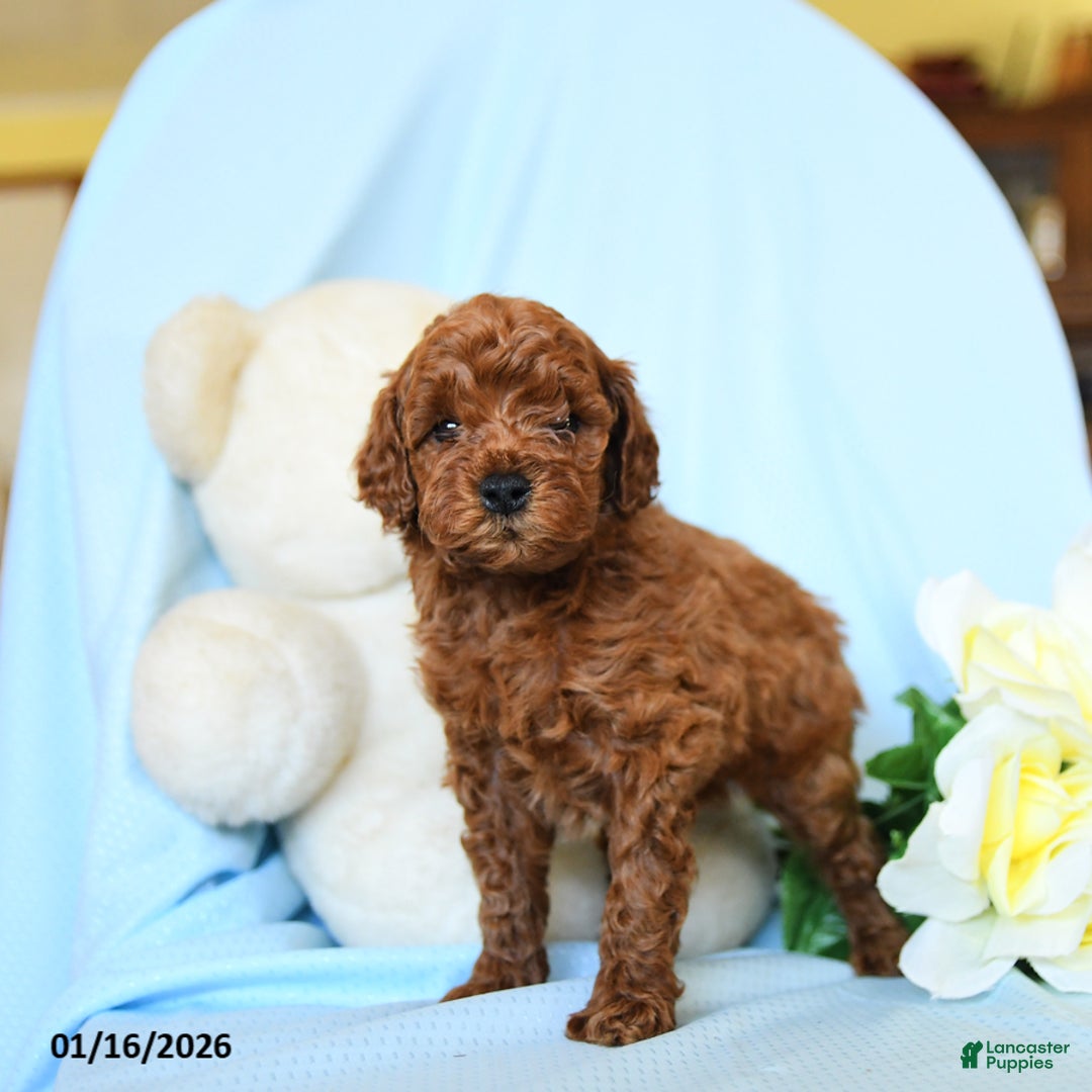 Toy Poodle dogs for sale: Wiggles - Ad 3
