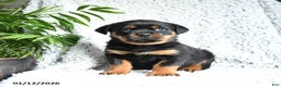 Rottweiler dogs for sale: Zelda - Ad 2