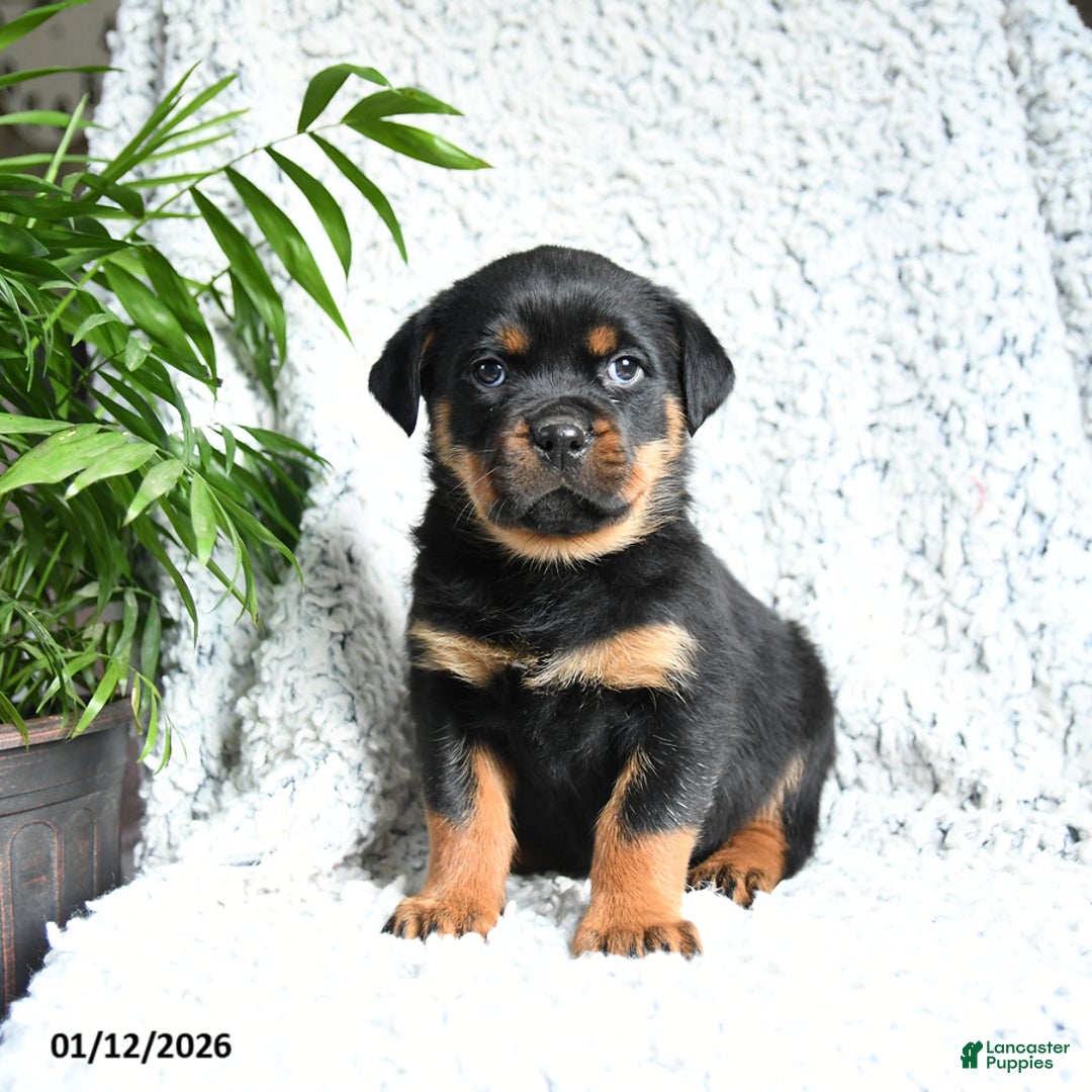 Rottweiler dogs for sale: Zelda - Ad 2