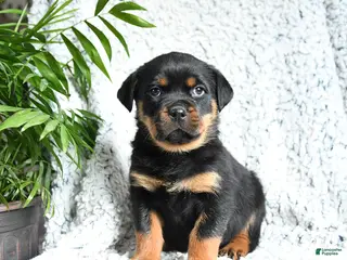 Rottweiler dogs Zelda - Ad 12