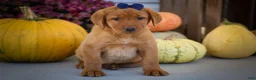 Labrador Retriever dogs for sale: NATHAN - Ad 9