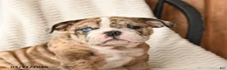 English Bulldog dogs for sale: Molly - Ad 2