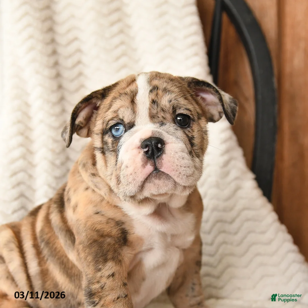 English Bulldog dogs for sale: Molly - Ad 2