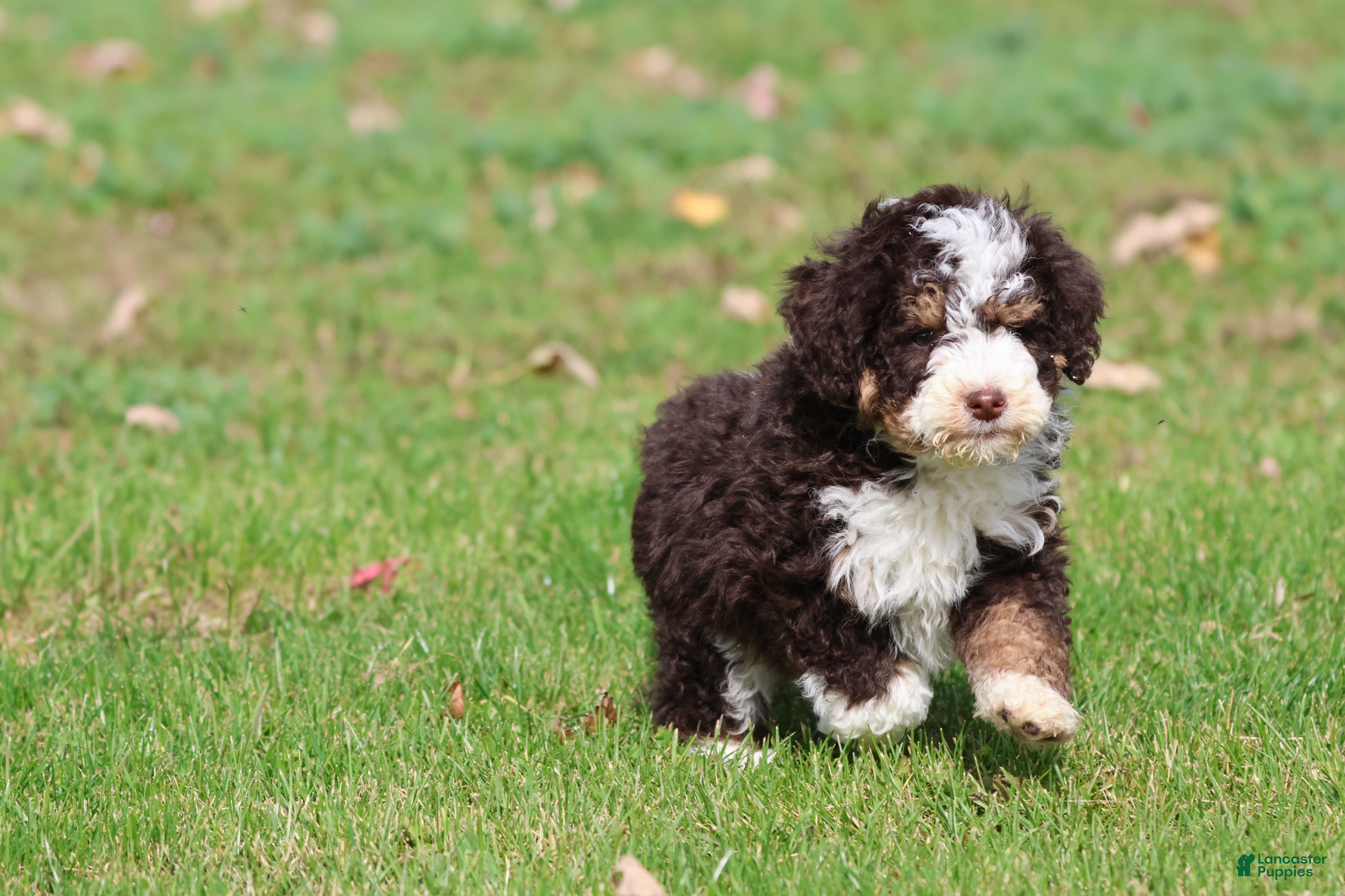 Mini Bernedoodle dogs Pup - Ad 1