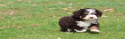 Mini Bernedoodle dogs for sale: Pup - Ad 1