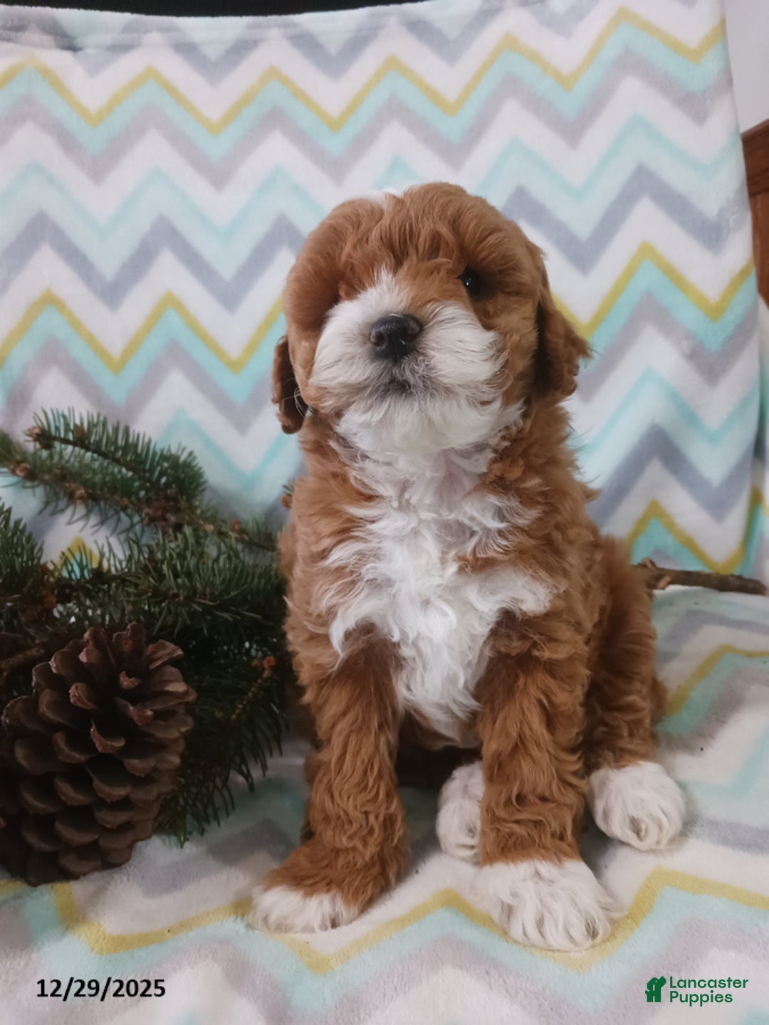 Cockapoo dogs for sale: Dawson - Ad 4