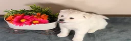 Pomsky dogs for sale: Clover - Ad 4