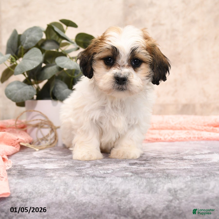 Teddy Bear dogs Molly - Ad 2