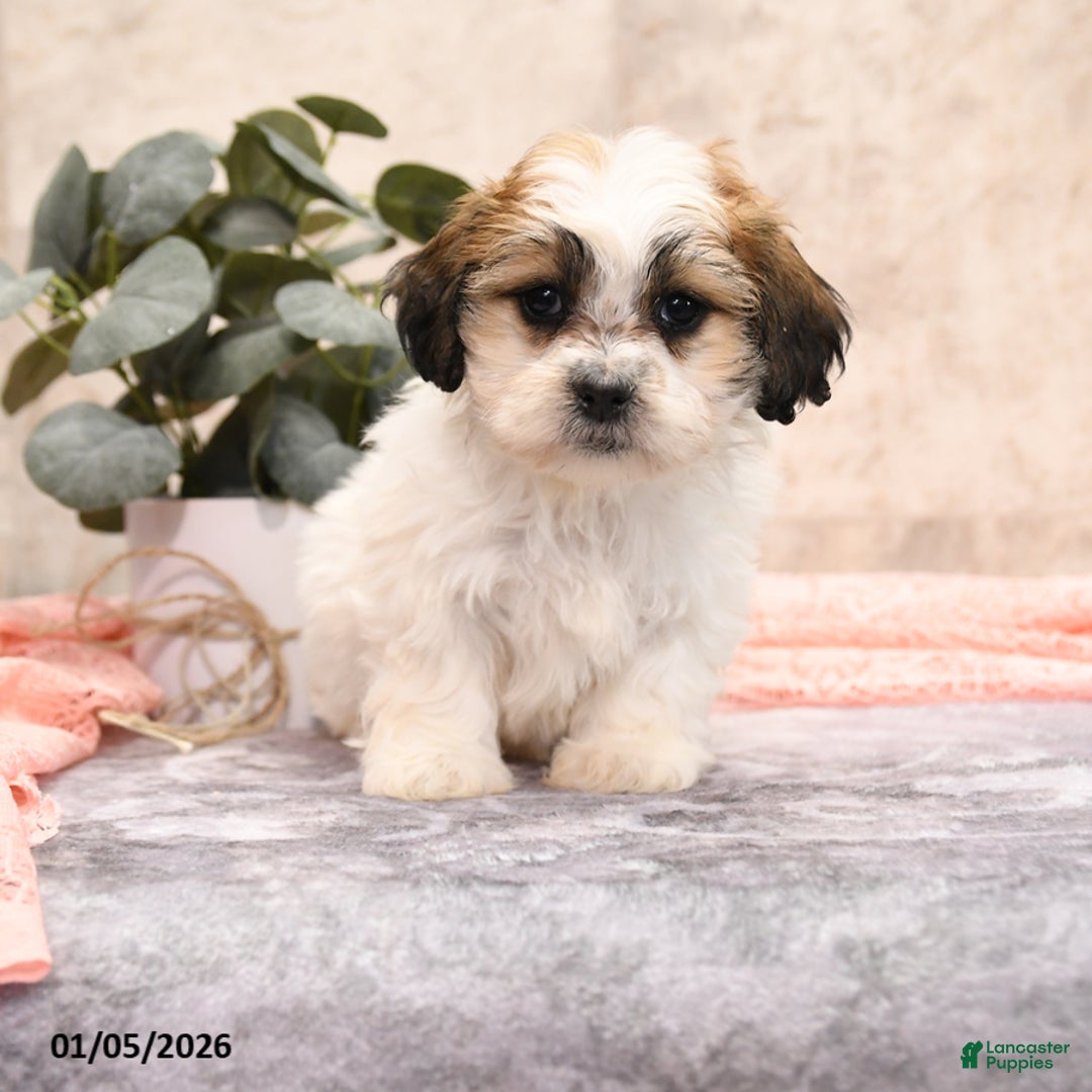 Teddy Bear dogs for sale: Molly - Ad 2