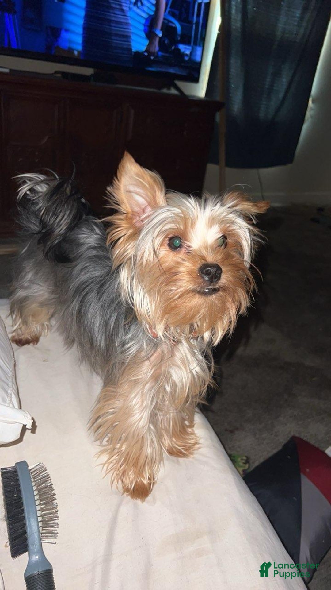 Yorkshire Terrier dogs for sale: Yorkshire Terrier Puppy 2 - Ad 3