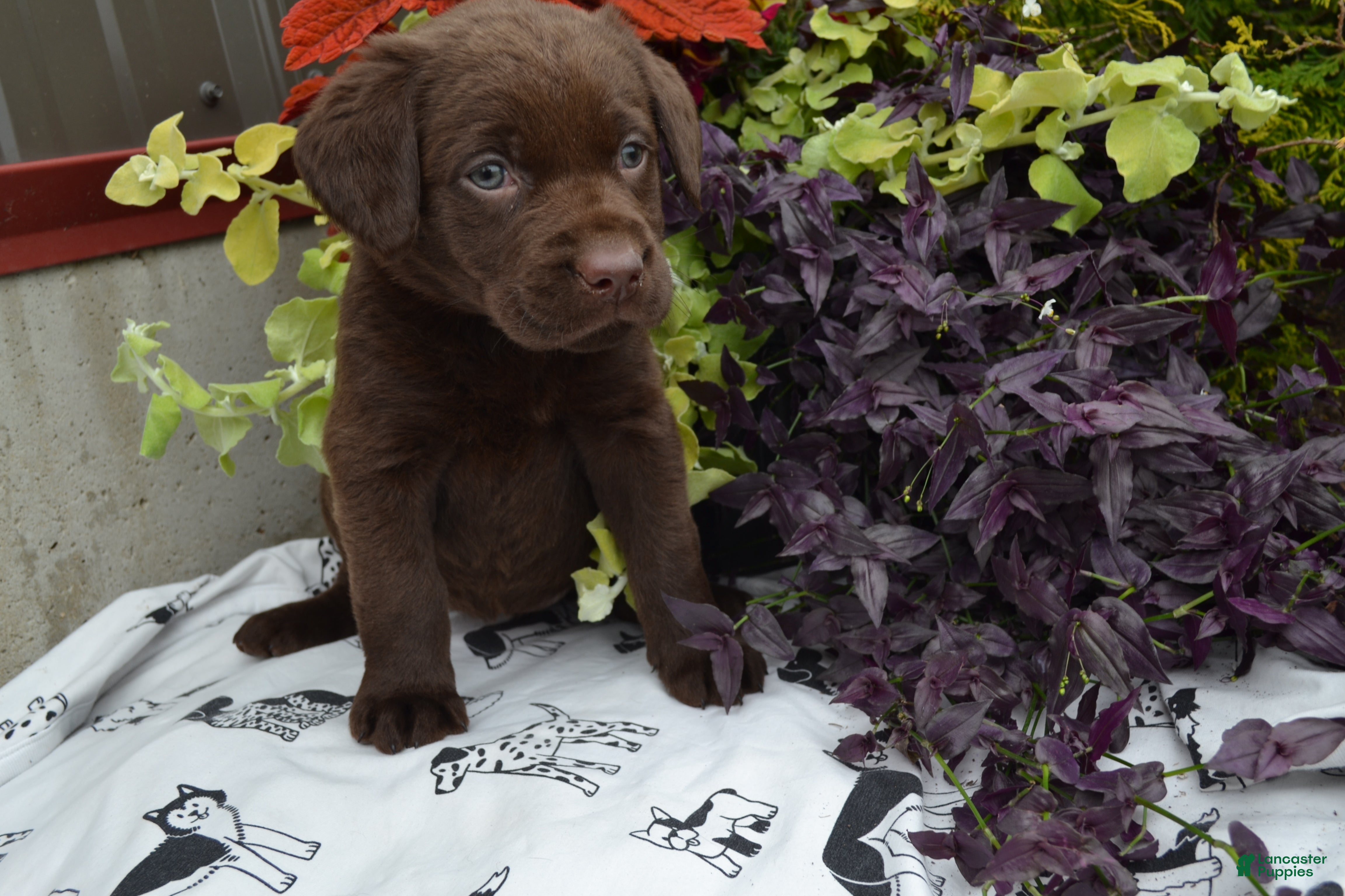 Labrador Retriever dogs Lizzie - Ad 2