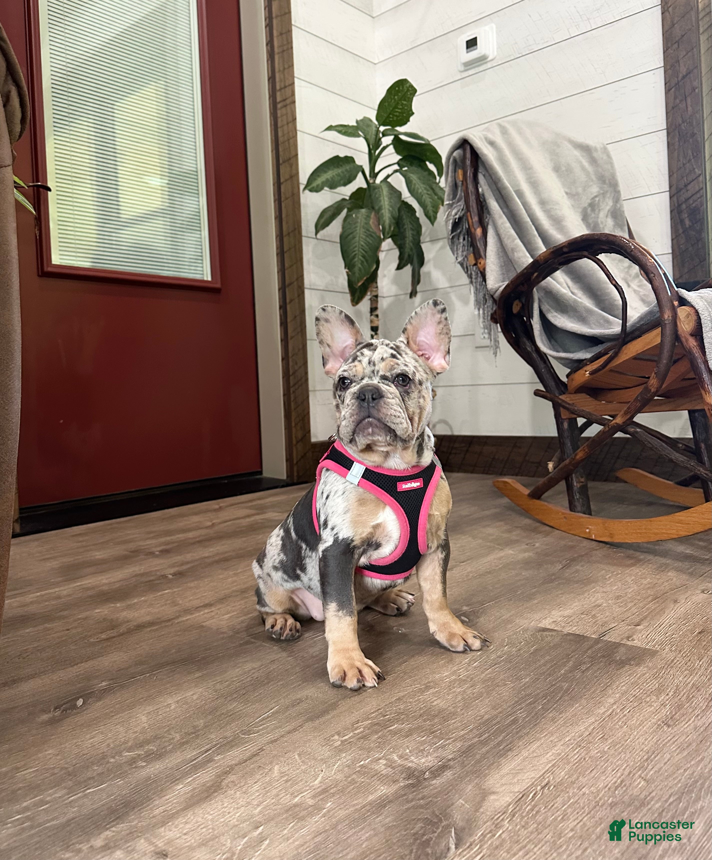 French Bulldog dogs Remny - Ad 1