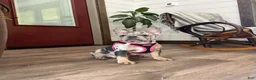 French Bulldog dogs for sale: Remny - Ad 1
