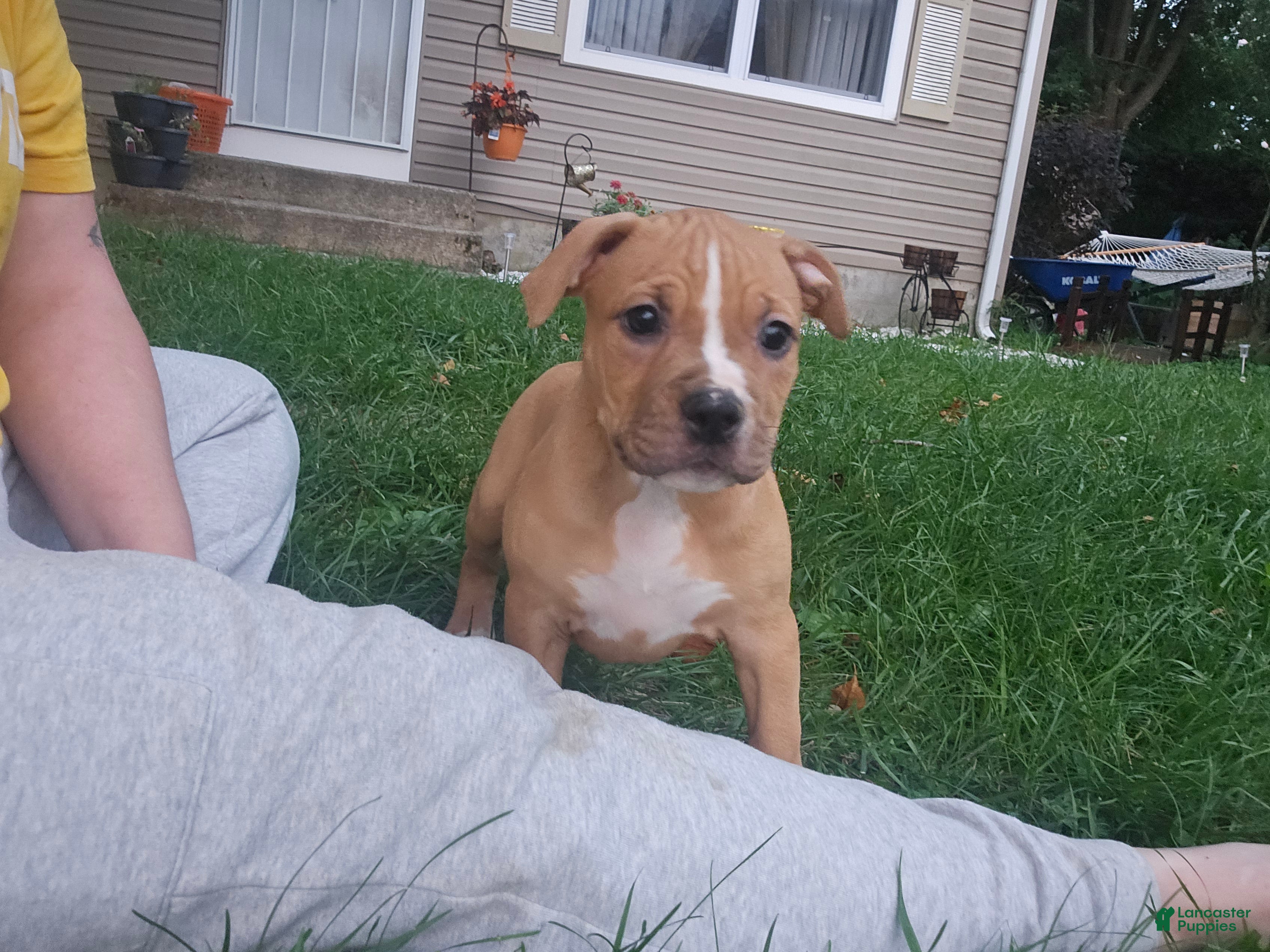 American Pit Bull Terrier dogs American Pit Bull Terrier 5 - Ad 37