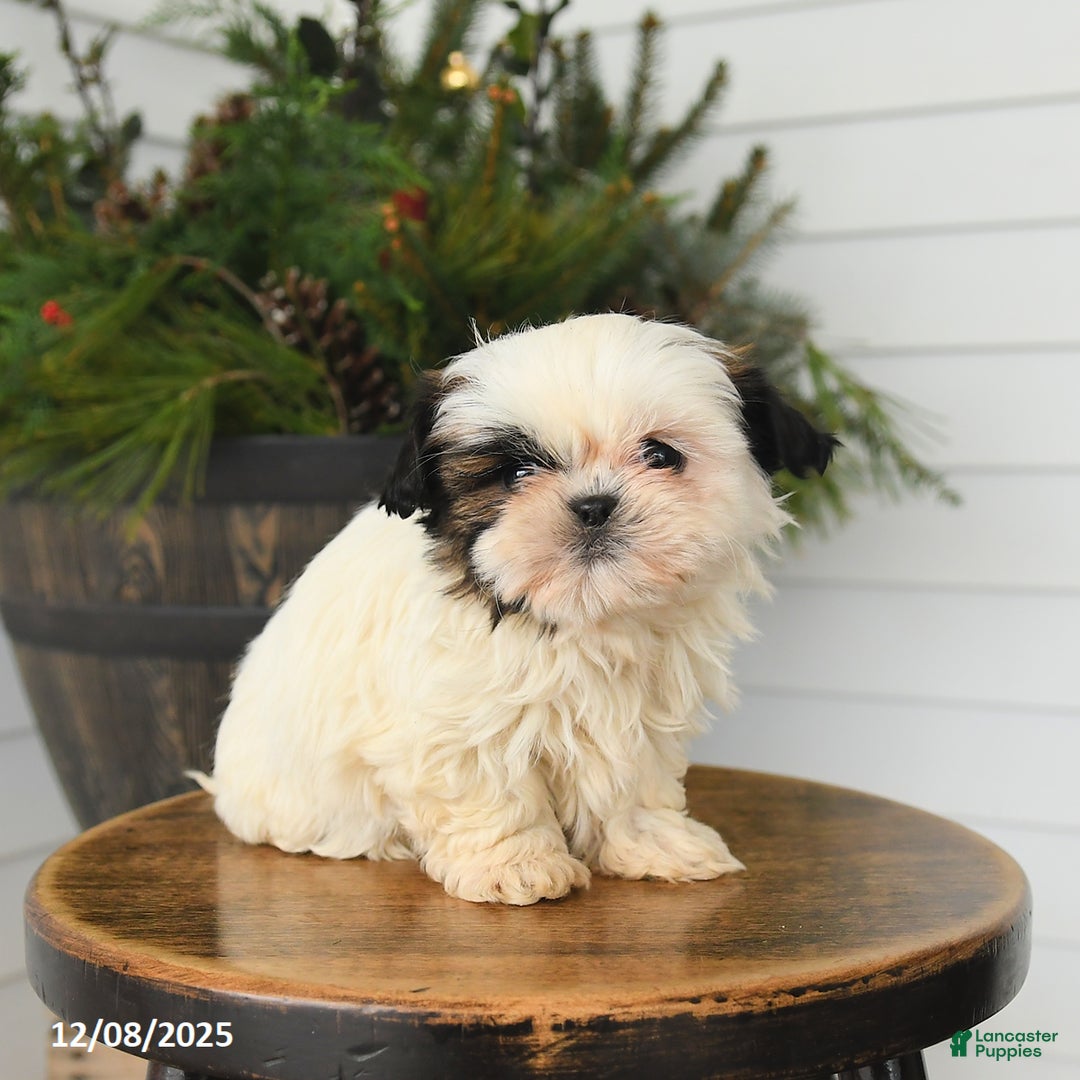 Shih Tzu dogs for sale: Minnie - Ad 2
