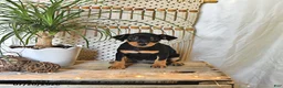 Miniature Pinscher dogs for sale: Bella   - Ad 3