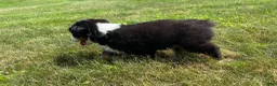 Miniature Australian Shepherd dogs for sale: Miniature Australian Shepherd Puppy 8 - Ad 4