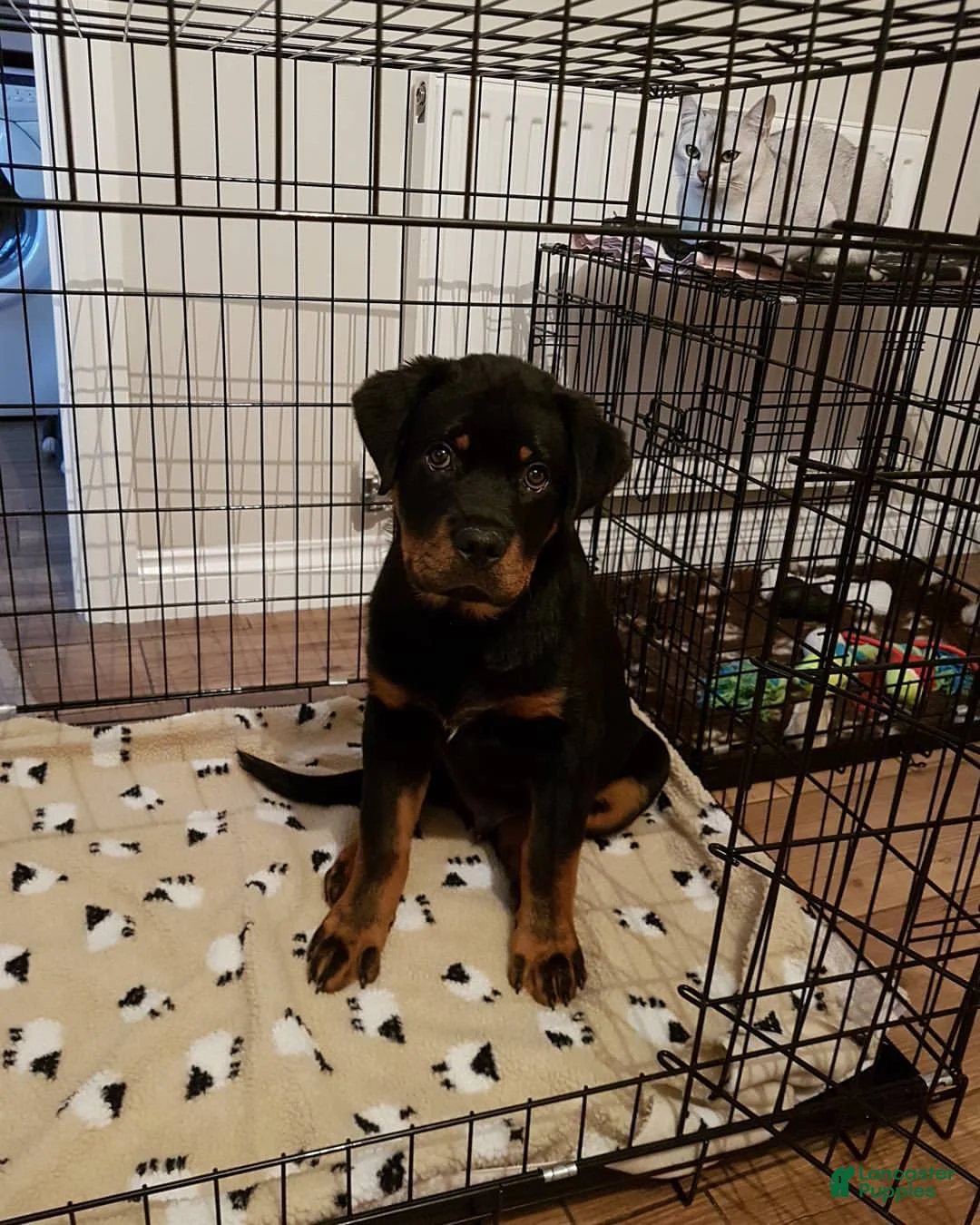 Rottweiler dogs for sale: Sydney - Ad 1
