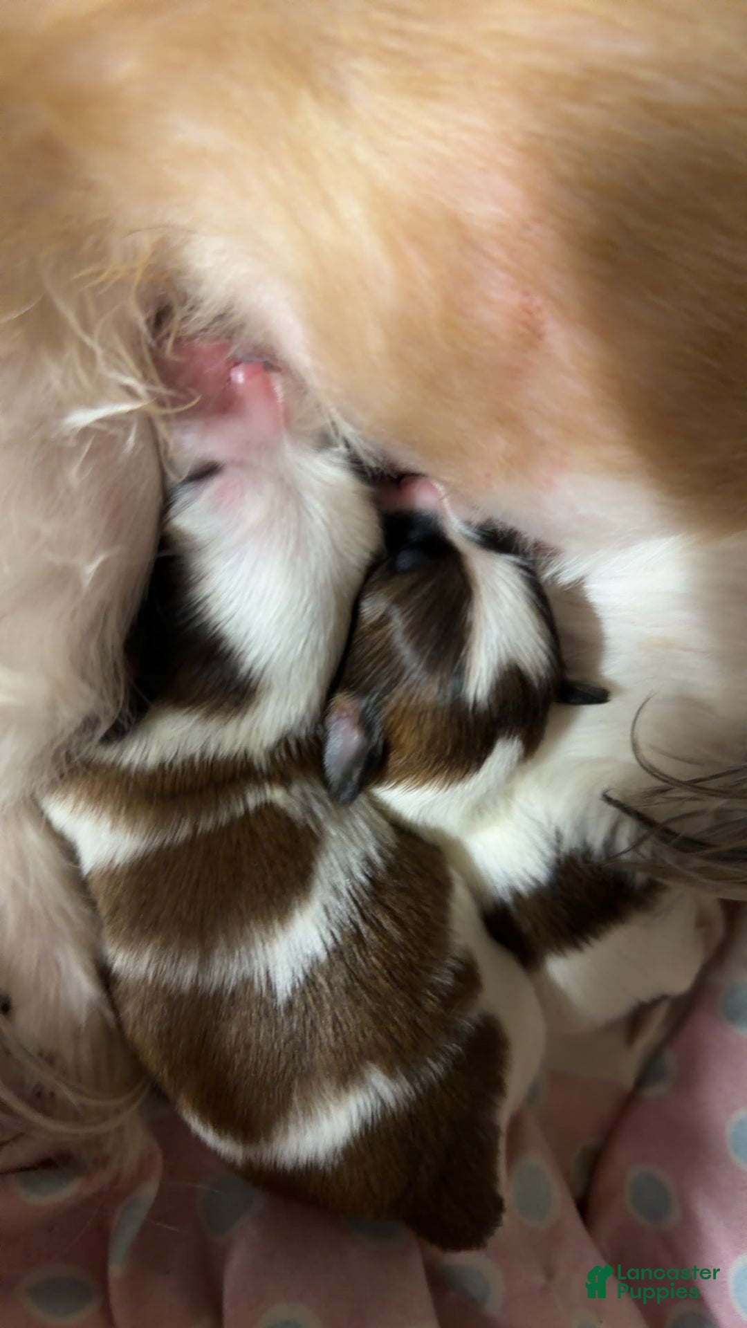 Shihpoo dogs for sale: Shihpoo Puppy 2 - Ad 4