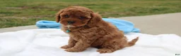 Cavapoo dogs for sale: Dexter  - Ad 7