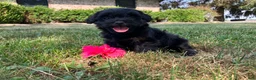 Shihpoo dogs for sale: Mandy - Ad 3