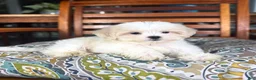 Malshi dogs for sale: Miles - Ad 7