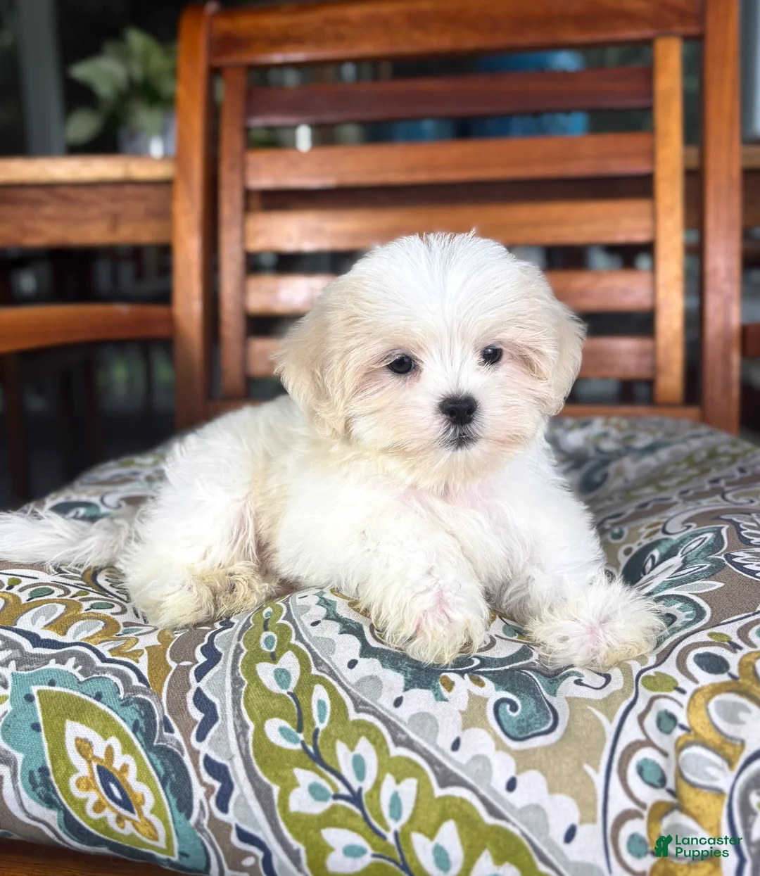 Malshi dogs for sale: Miles - Ad 7