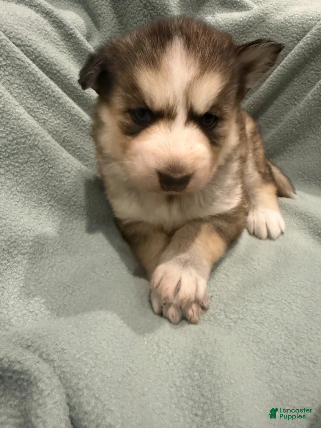 Alaskan Husky dogs for sale: Lobo the Alaskan Husky Puppy - Ad 1