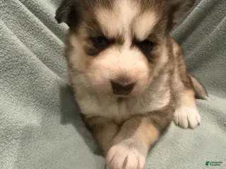 Alaskan Husky dogs Lobo the Alaskan Husky Puppy - Ad 3