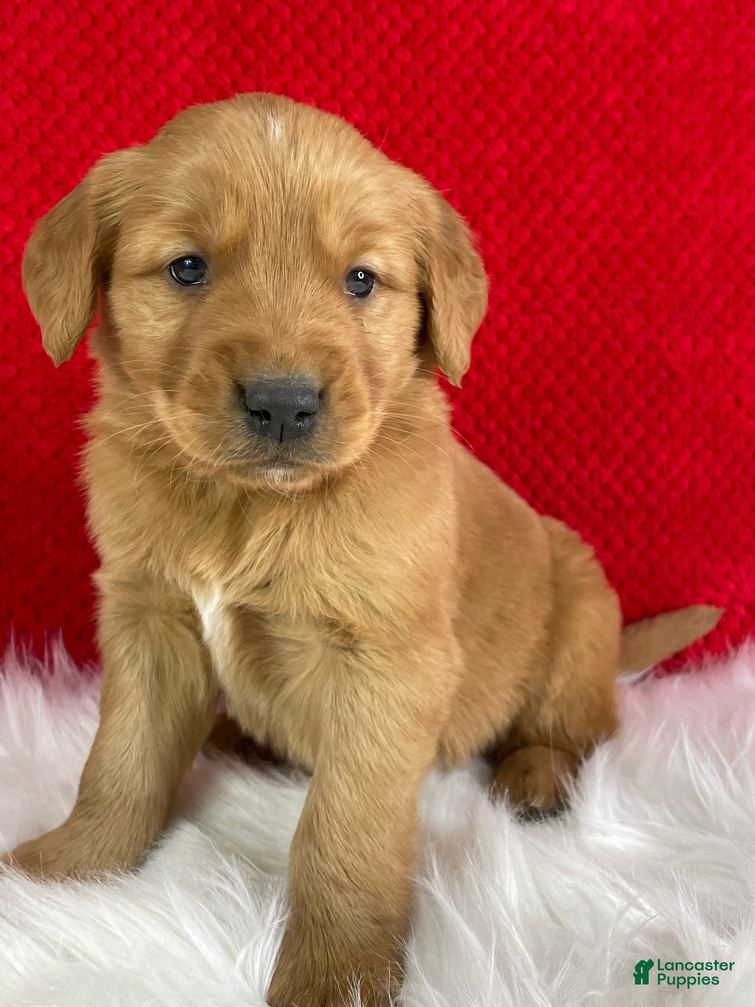Golden Retriever dogs Donner - Ad 26