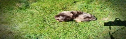 Havapoo dogs for sale: Ironman - Ad 6