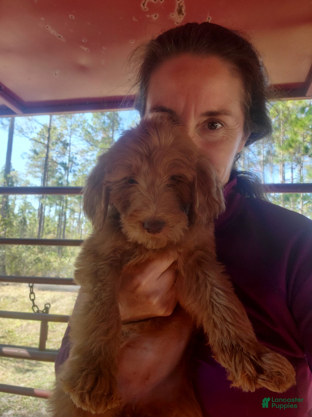 Goldendoodle dogs for sale: Bella - Ad 2