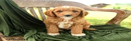 Goldendoodle dogs for sale: Brielle - Ad 5