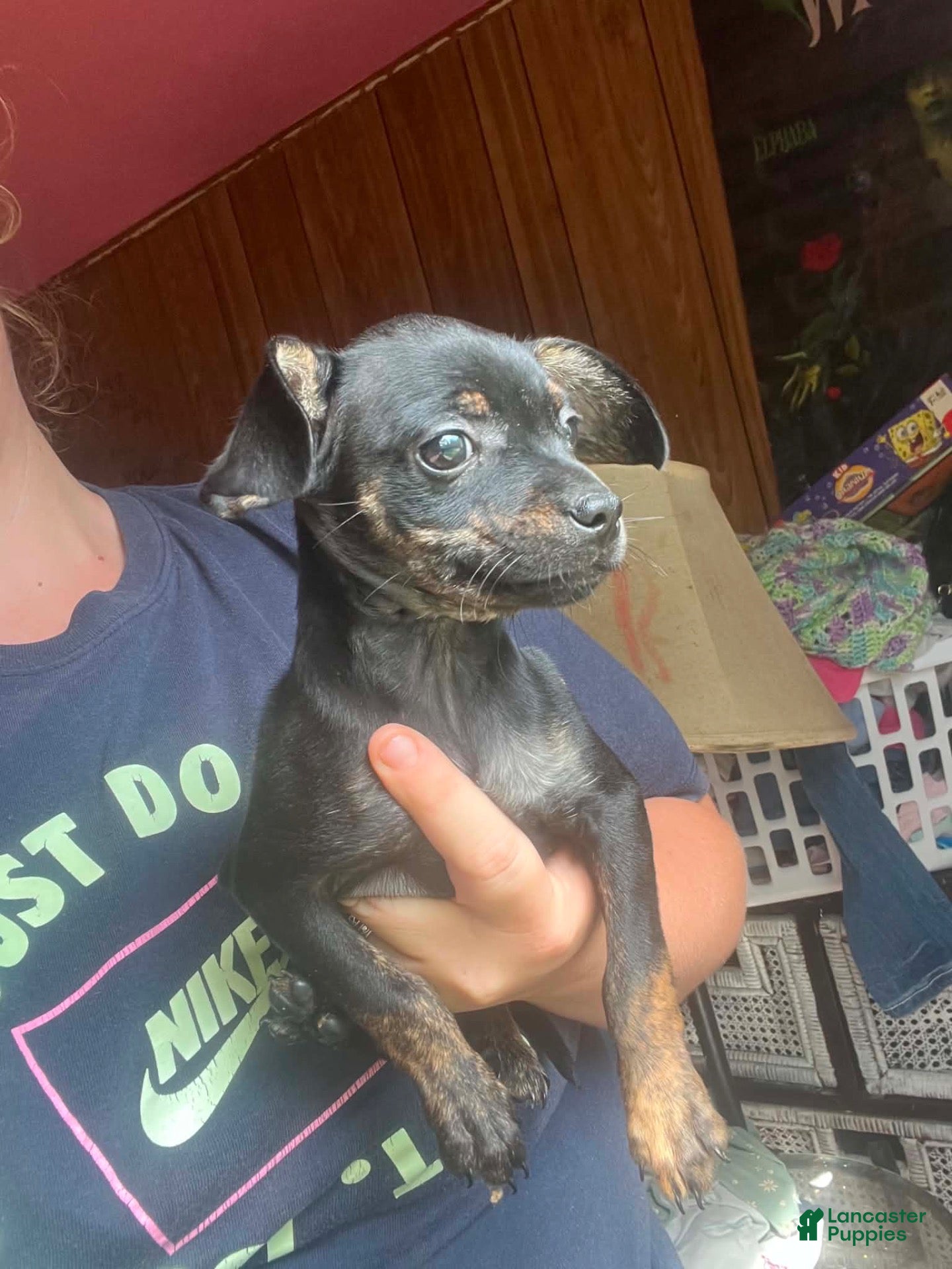 Mixed Breed dogs Chihuahua miniature pinscher - Ad 12