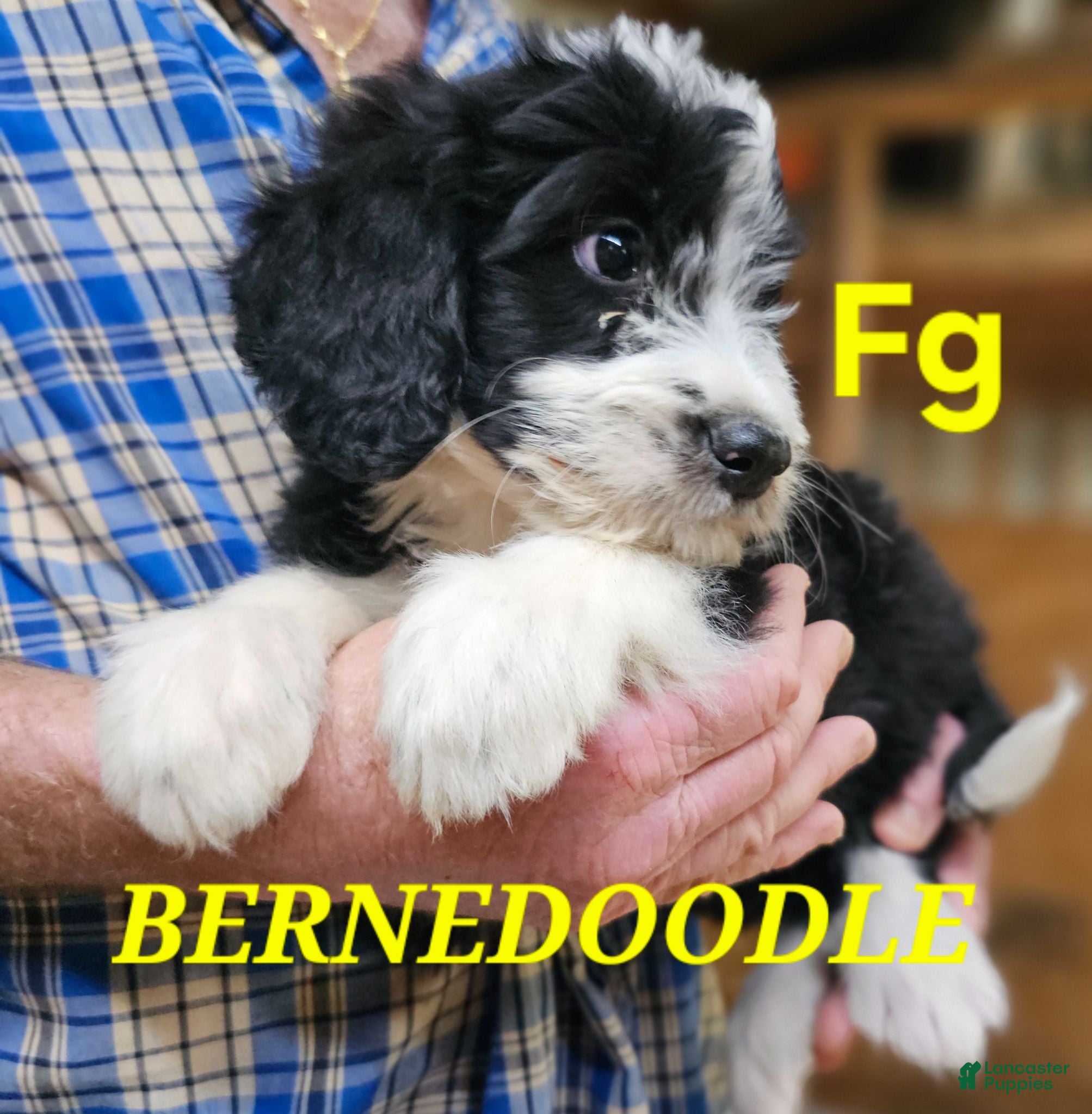 Bernedoodle dogs Bernedoodle  - Ad 1