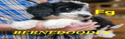 Bernedoodle dogs for sale: Bernedoodle  - Ad 1