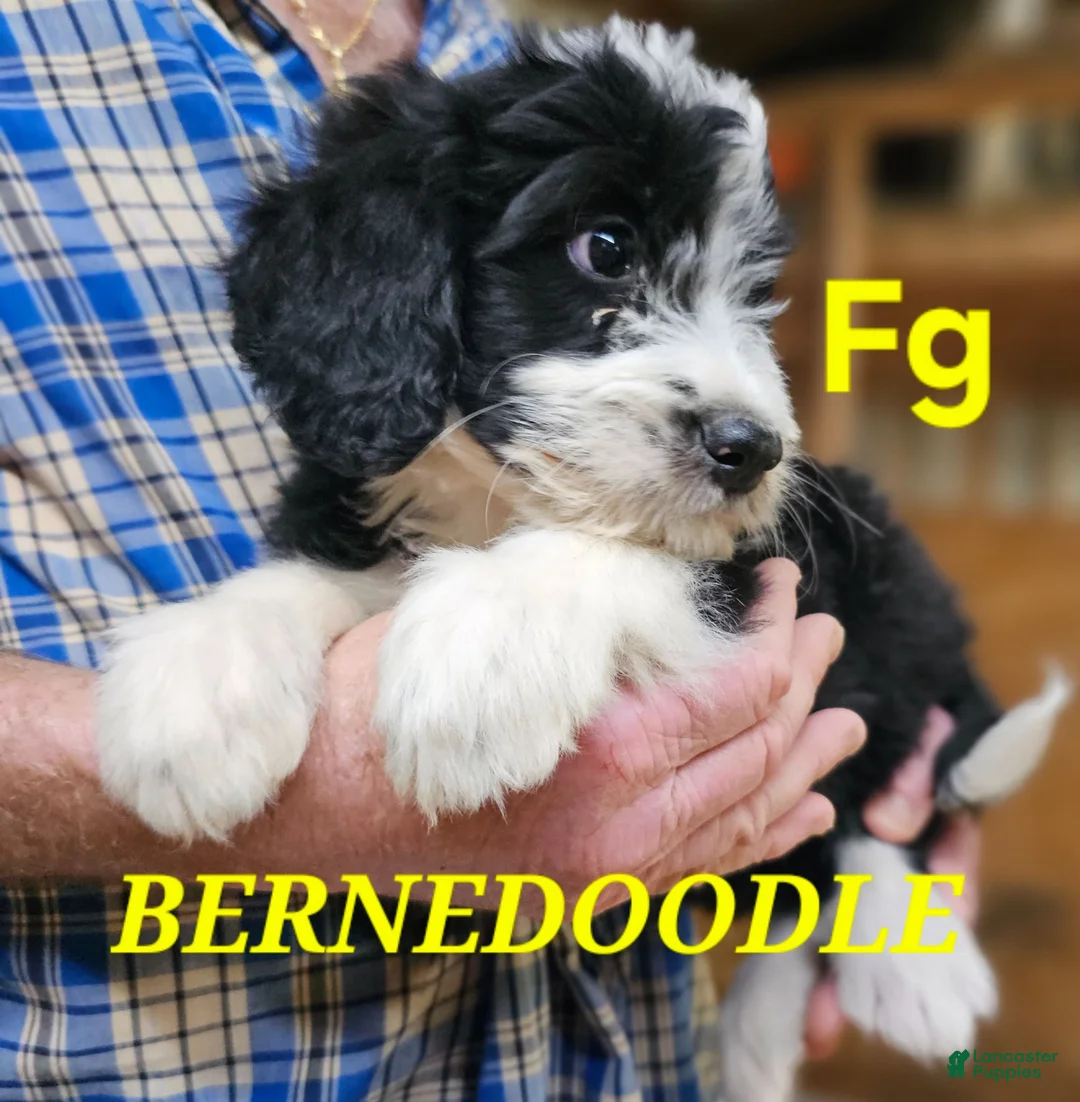 Bernedoodle dogs for sale: Bernedoodle  - Ad 1