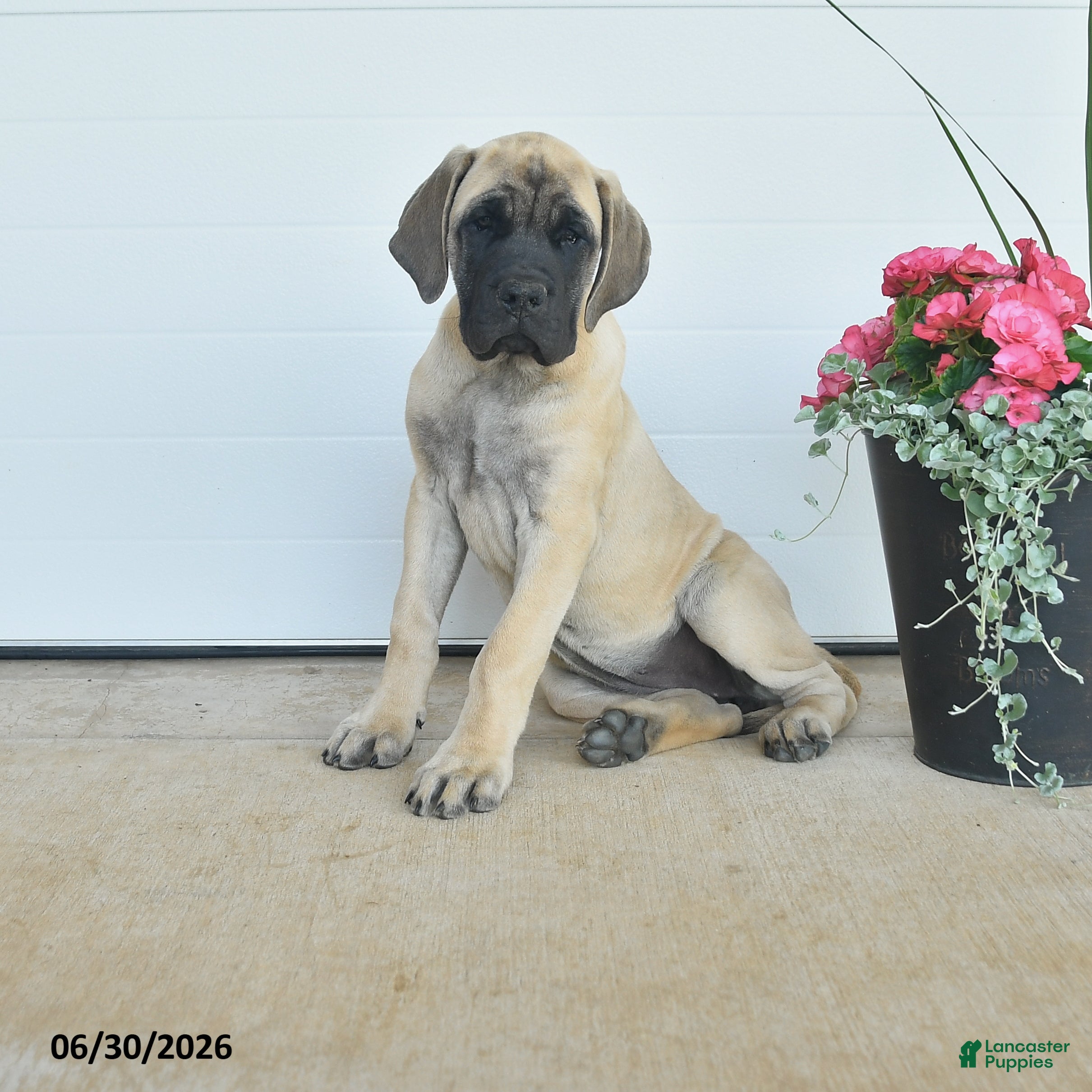 English Mastiff dogs Charity - Ad 1