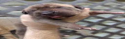 Great Dane dogs for sale: Great Dane 2 - Ad 1