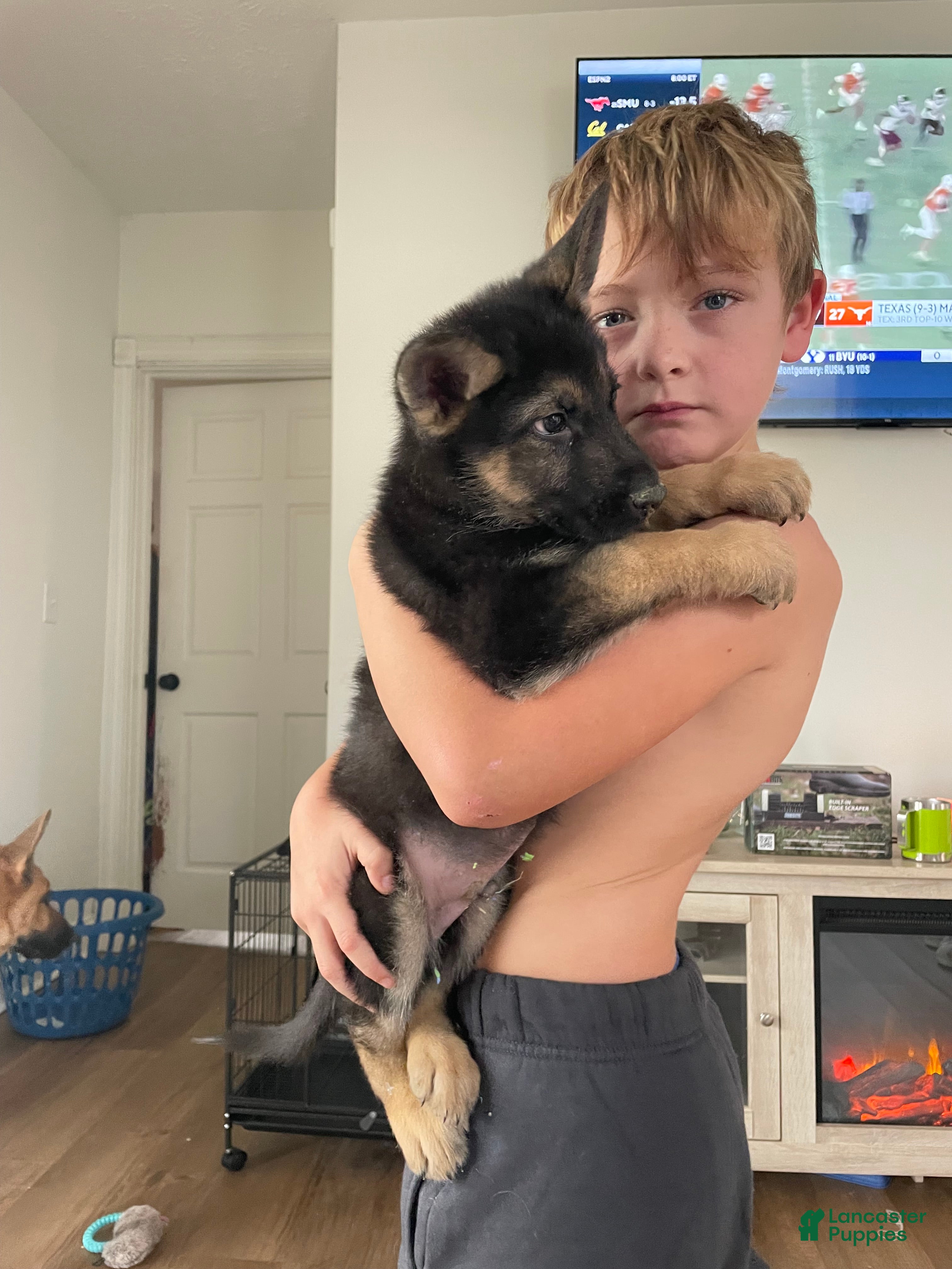 German Shepherd dogs Dexter/ silver collar - Ad 8