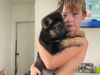 German Shepherd dogs Dexter/ silver collar - Ad 32