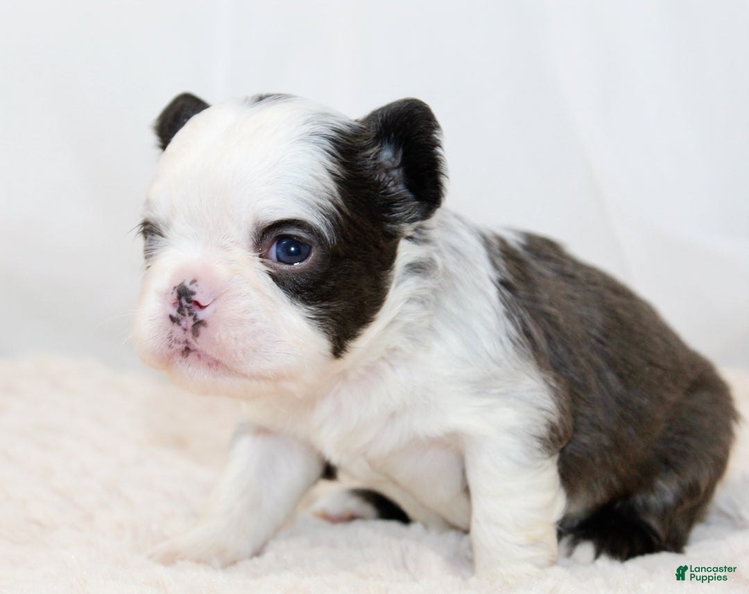 French Bulldog dogs for sale: Karina-Full Fluffy Panda Husky - Ad 7